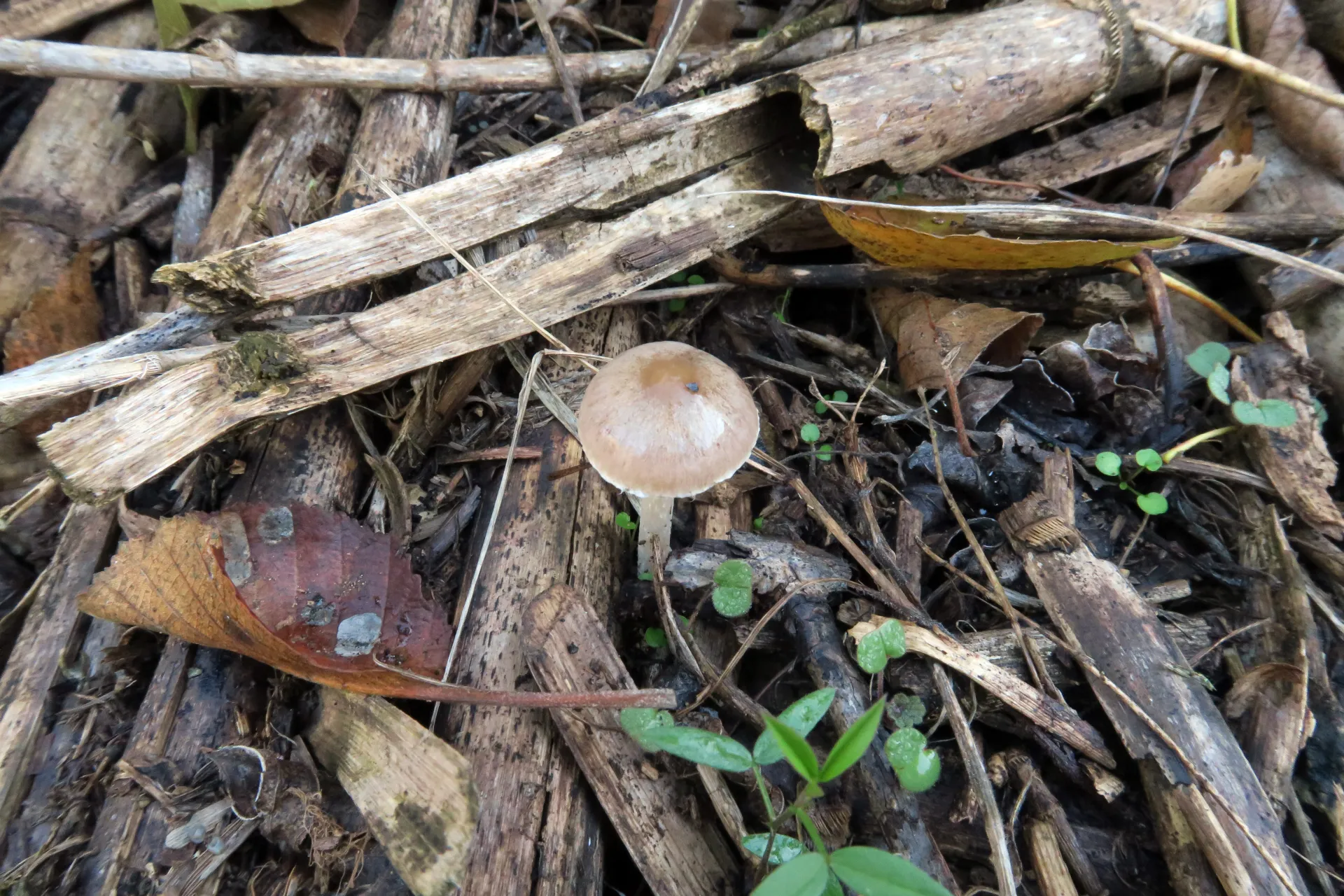 Psathyrella arenosa - 1 - IMG_0947